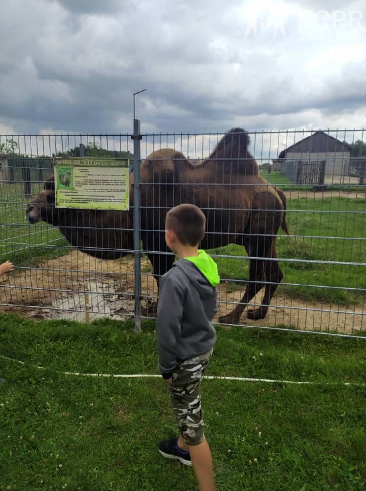 Zdjęcie: Chłopiec przygląda się wielbłądowi stojącemu za ogrodzeniem